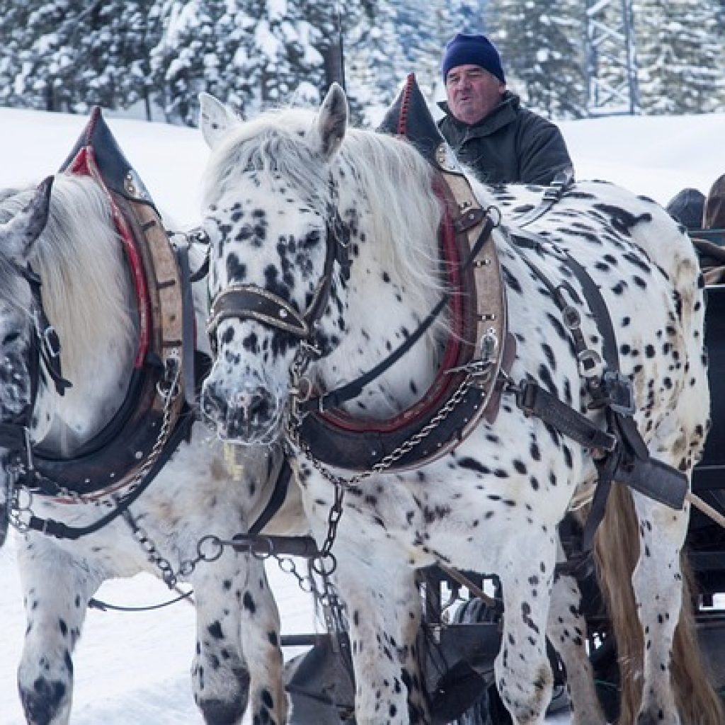 Best Sledge Rides in Europe