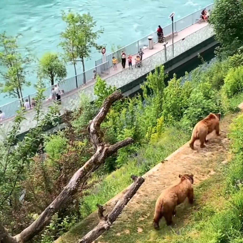 Bern-Bear-Park