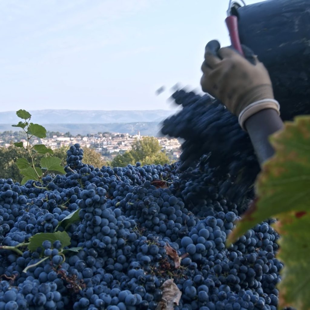 Burgundy-Wineries-Vineyards-Tour