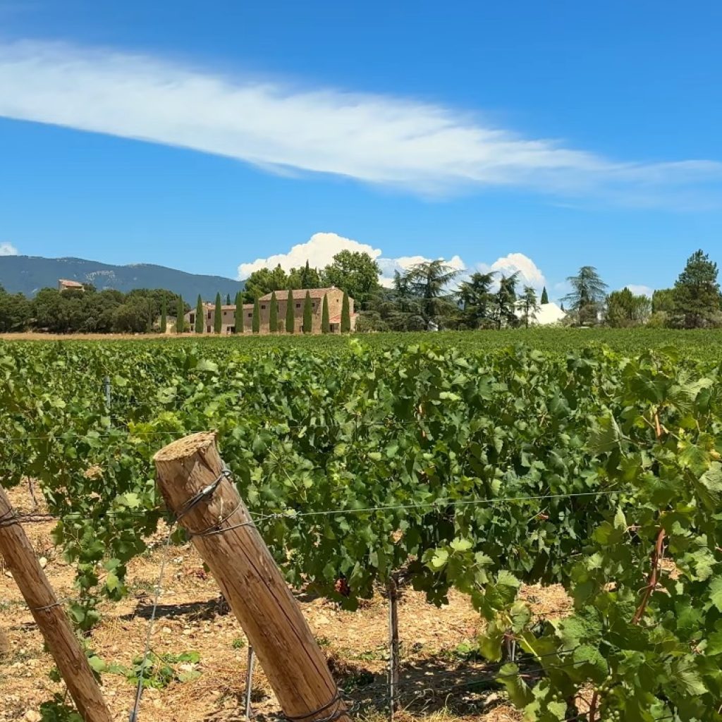 Provence-Wineries-Vineyards-Tour